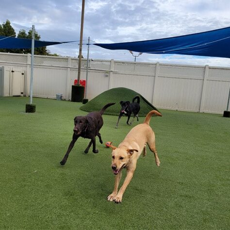happy dogs playing in the outdoor space