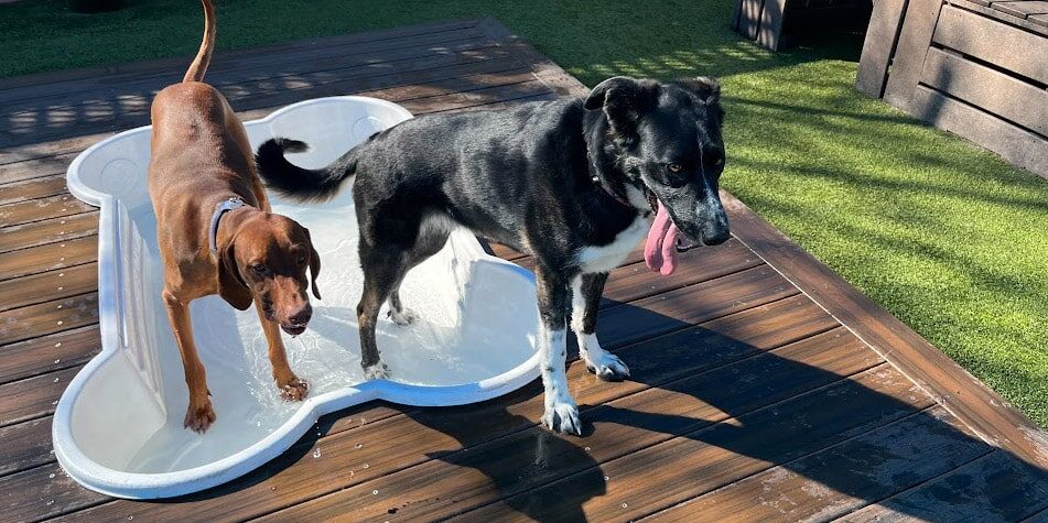 happy dogs in a bone shaped pool