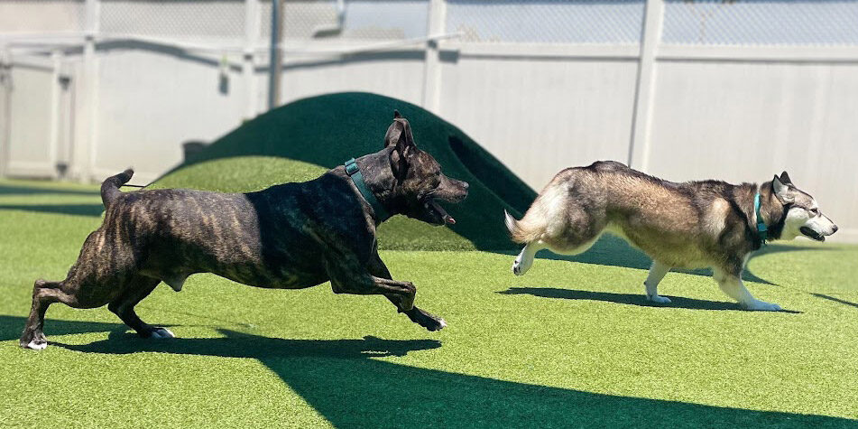 dogs running in the outdoor space
